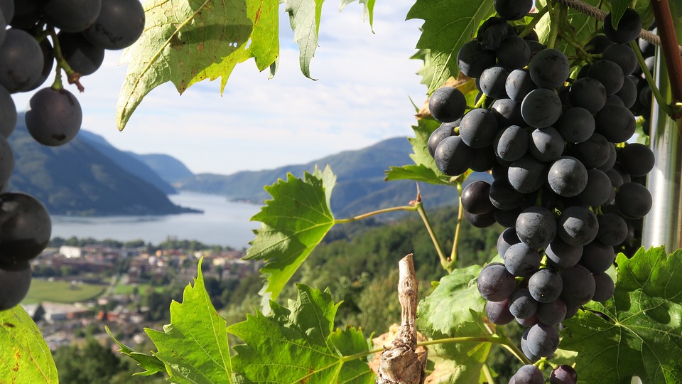 Gardadelivery.com, your online Lake Garda Wine destination