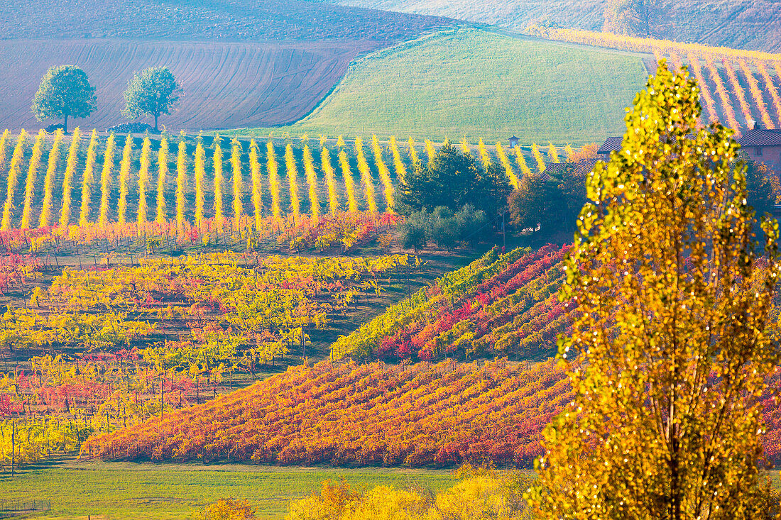 Go fizzy with Lambrusco!