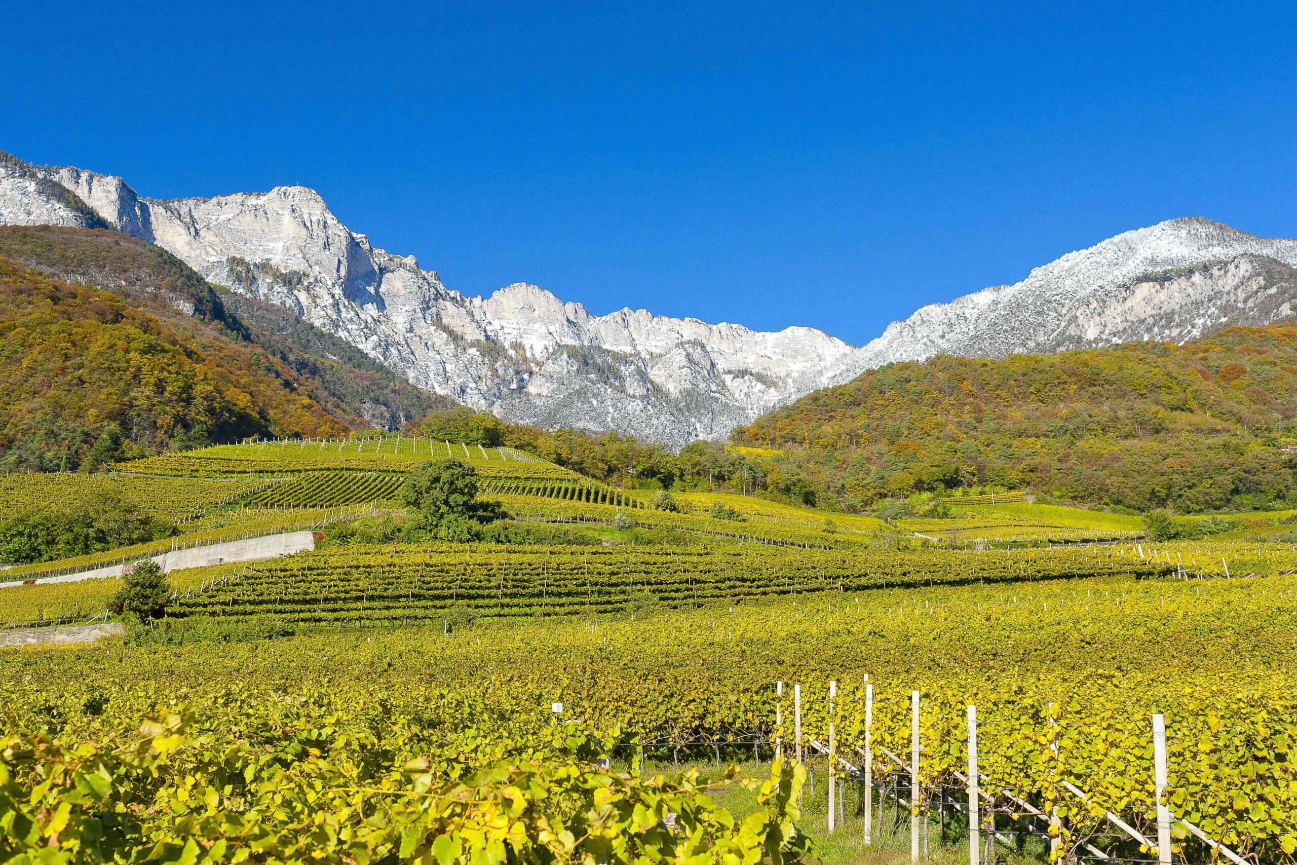 Tramin: Ode to Gewürztraminer