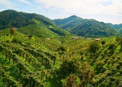 4 days walking the 51 km of “Cammino delle Colline del Prosecco”