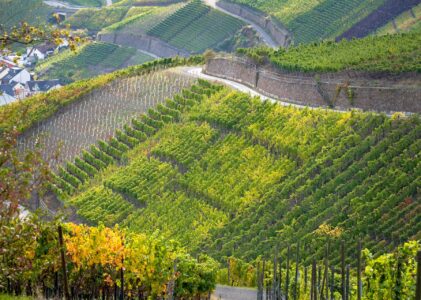 Müller-Thurgau Returns to Centre Stage as Italy’s Mountain Wine Festival Opens Its 39th Edition