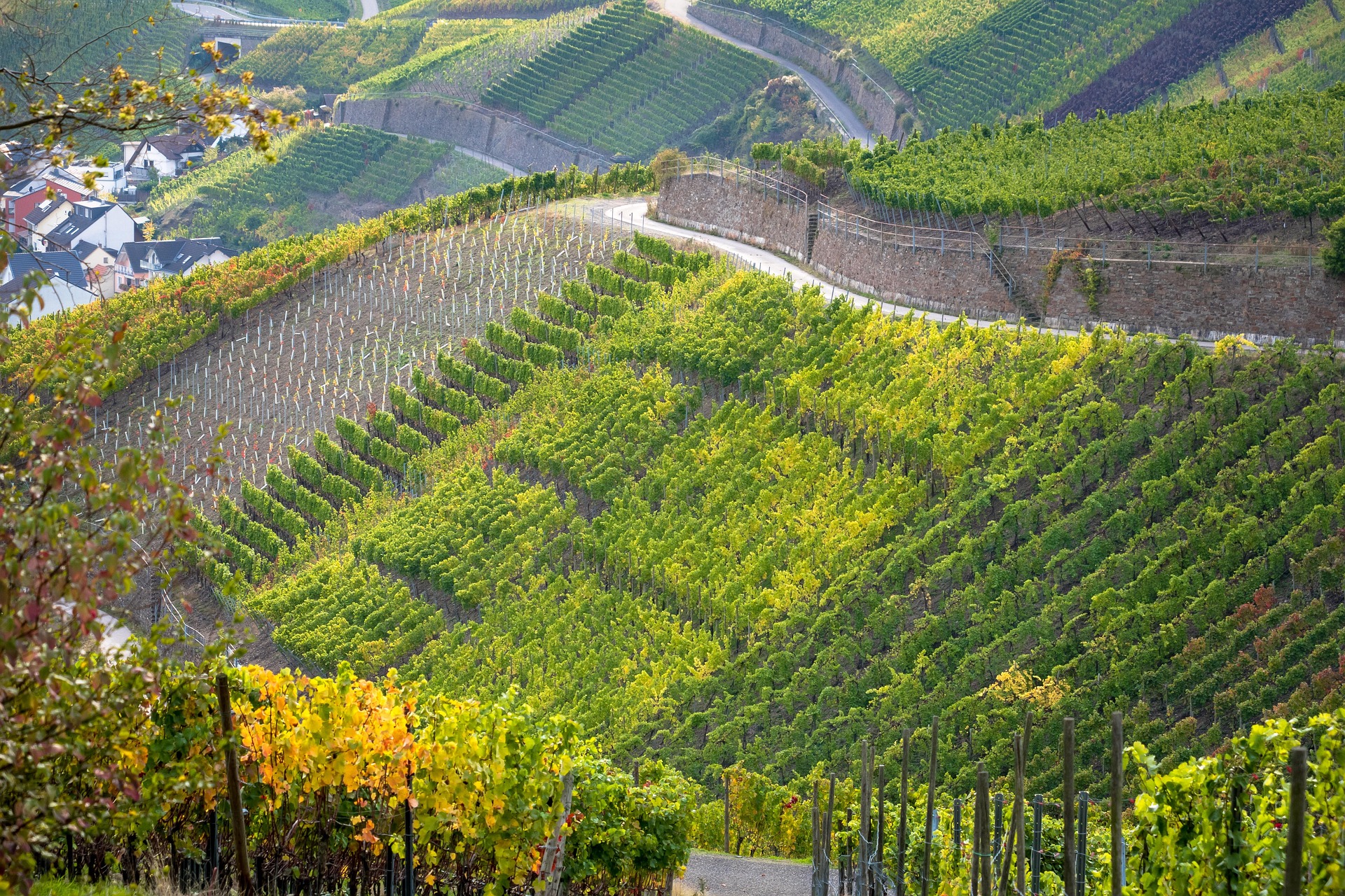 Müller-Thurgau Returns to Centre Stage as Italy’s Mountain Wine Festival Opens Its 39th Edition