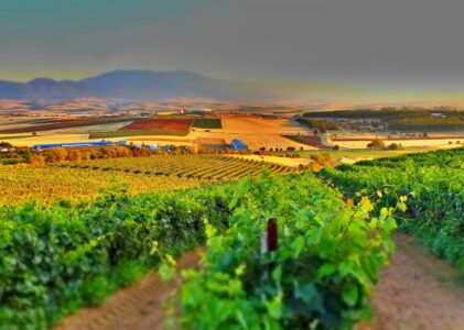 Catarratto Is Done Being Sicily’s Best-Kept Secret