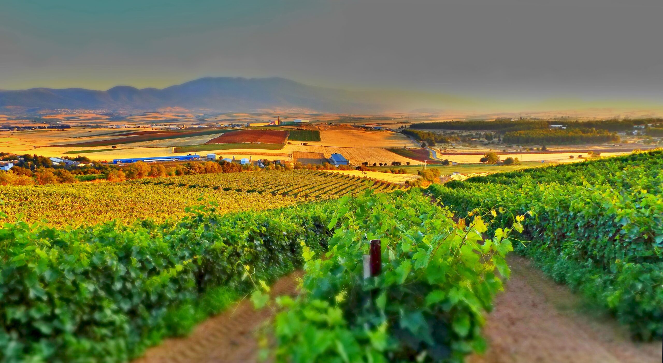 Catarratto Is Done Being Sicily’s Best-Kept Secret