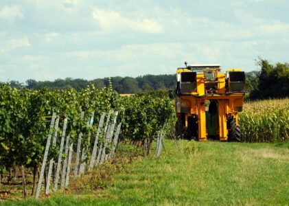 Is an Early Harvest Becoming Italy’s New Wine Reality?