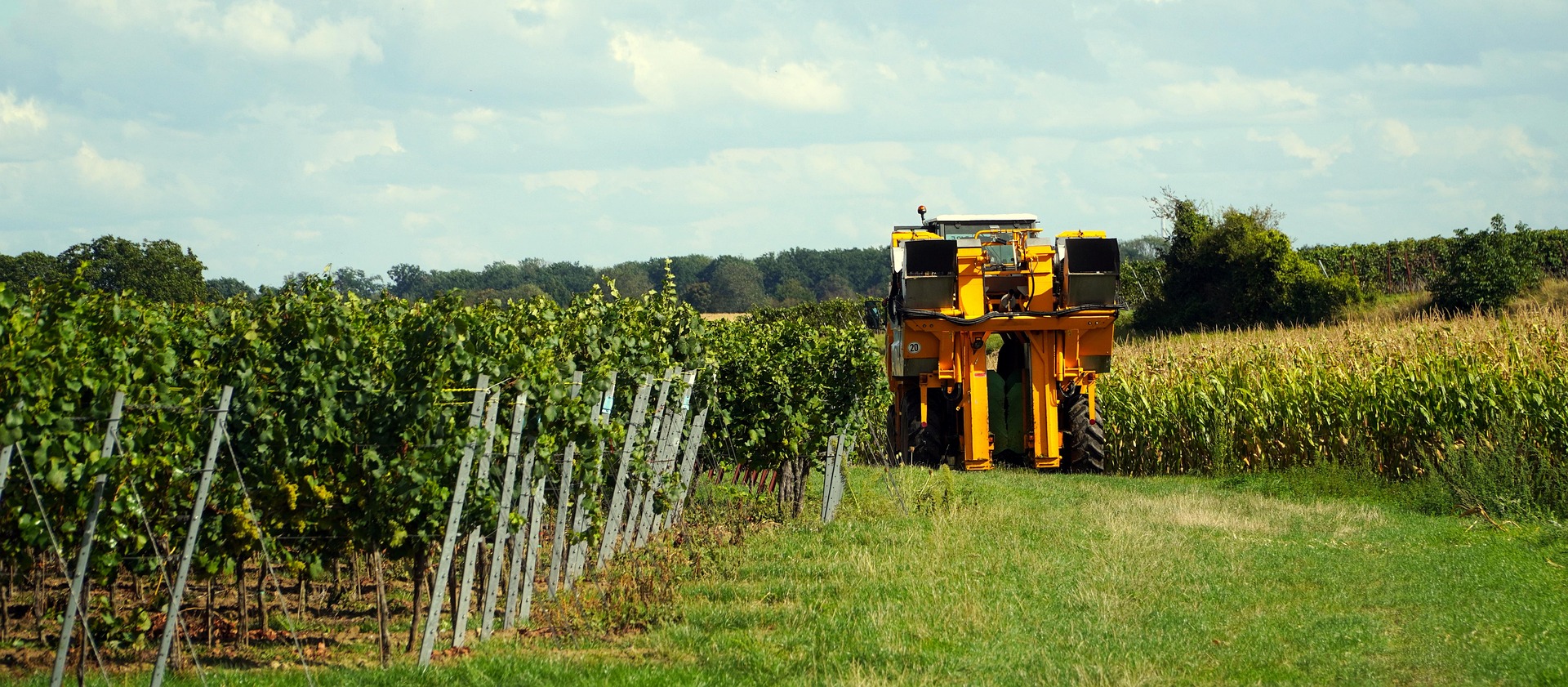 Is an Early Harvest Becoming Italy’s New Wine Reality?